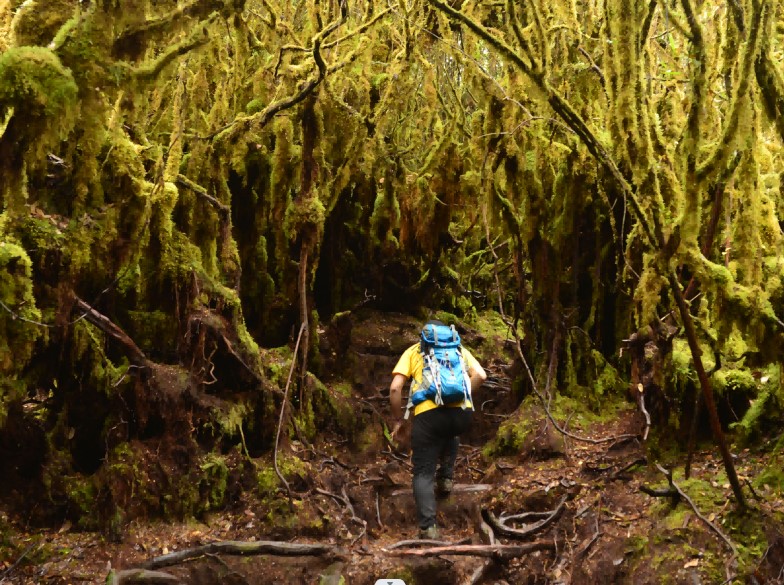 H6008  MOSSY FOREST GUNUNG IRAU DAYHIKE